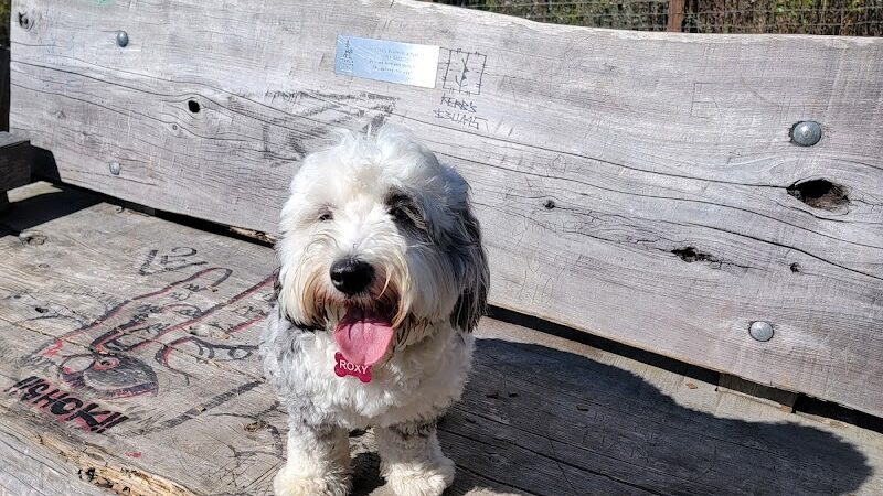 Mountain Lake Park Dog Play Area - San Francisco, CA