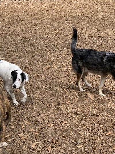 Mountain Lake Park Dog Play Area - San Francisco, CA