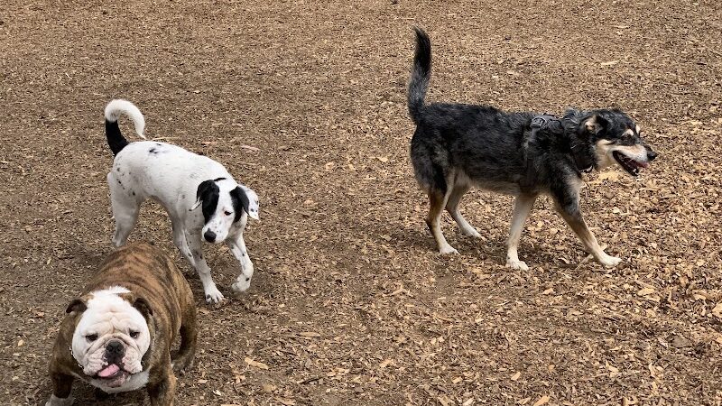 Mountain Lake Park Dog Play Area - San Francisco, CA