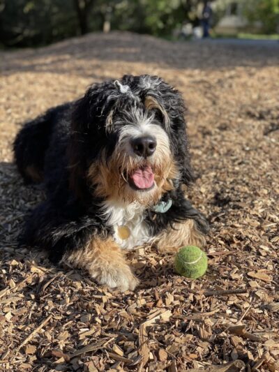 Mountain Lake Park Dog Play Area - San Francisco, CA