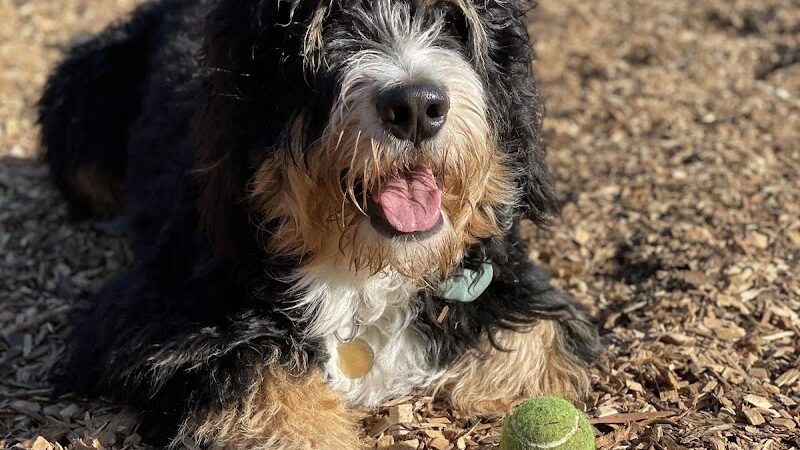 Mountain Lake Park Dog Play Area - San Francisco, CA