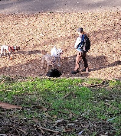 Mountain Lake Park Dog Play Area - San Francisco, CA