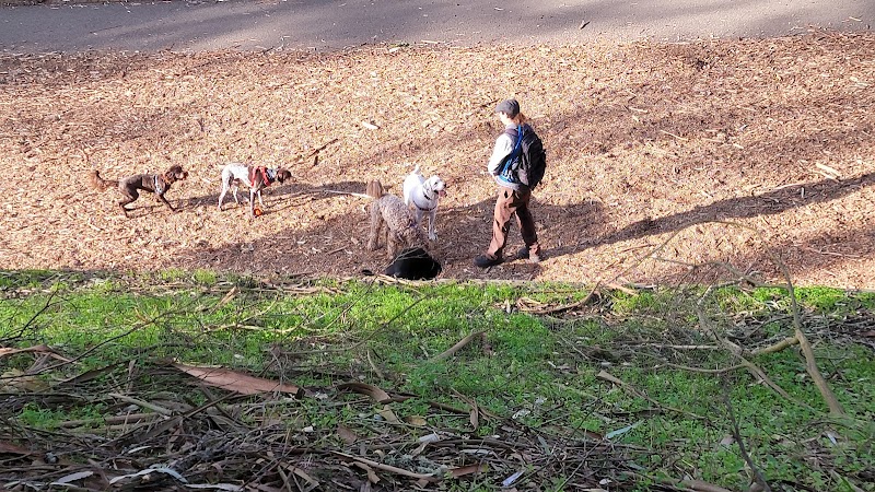 Mountain Lake Park Dog Play Area - San Francisco, CA
