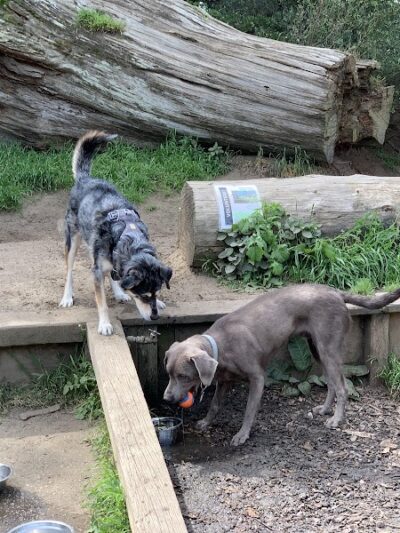 Mountain Lake Park Dog Play Area - San Francisco, CA