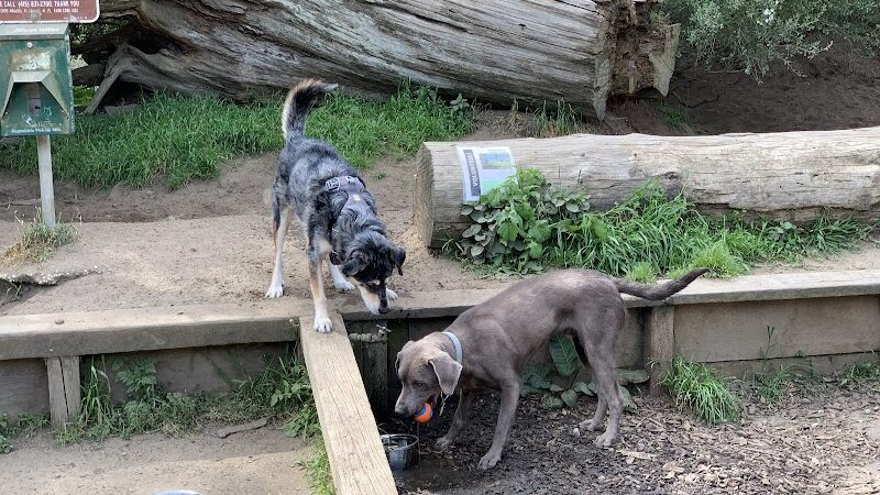 Mountain Lake Park Dog Play Area - San Francisco, CA