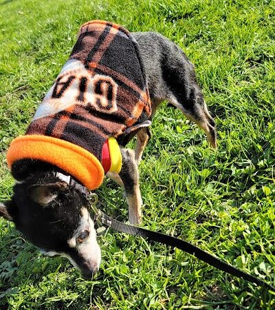 Mountain Lake Park Dog Play Area - San Francisco, CA