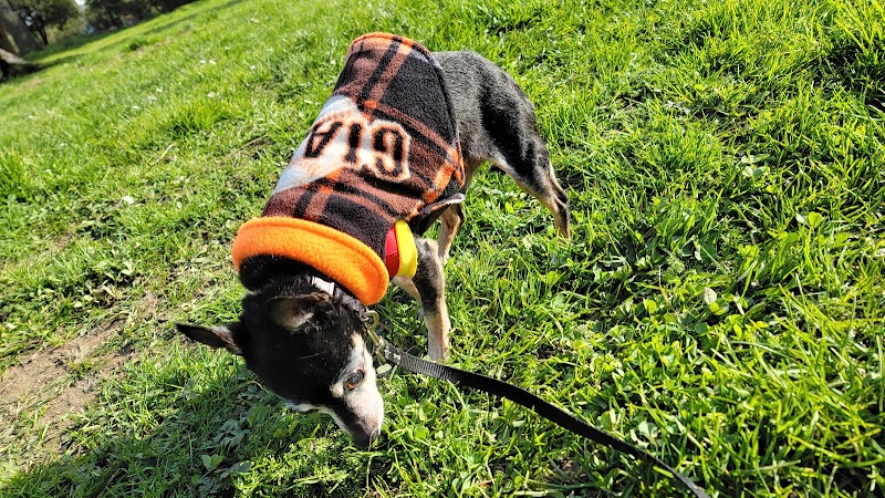 Mountain Lake Park Dog Play Area - San Francisco, CA