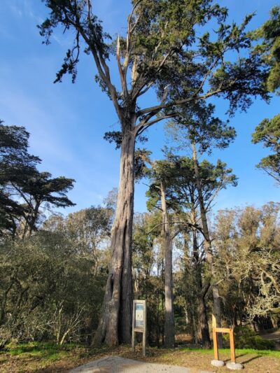 Mountain Lake Park Dog Play Area - San Francisco, CA