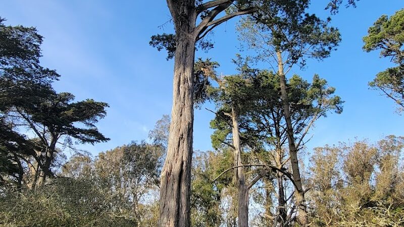 Mountain Lake Park Dog Play Area - San Francisco, CA
