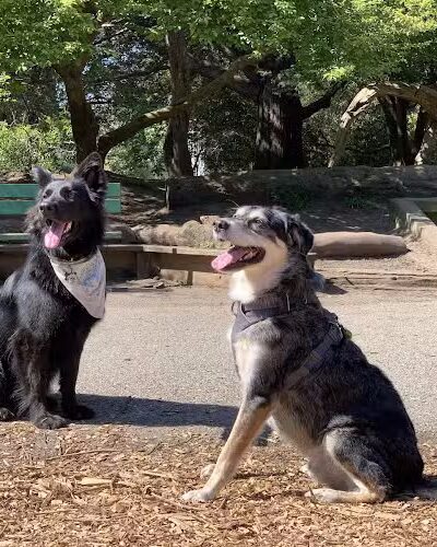 Mountain Lake Park Dog Play Area - San Francisco, CA