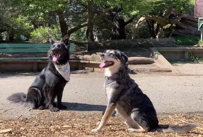 Mountain Lake Park Dog Play Area - San Francisco, CA