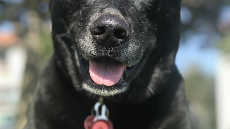 Patrick's Park - San Francisco, CA