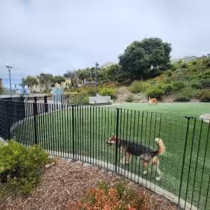 Pepi's Dog Play Area - San Francisco, CA