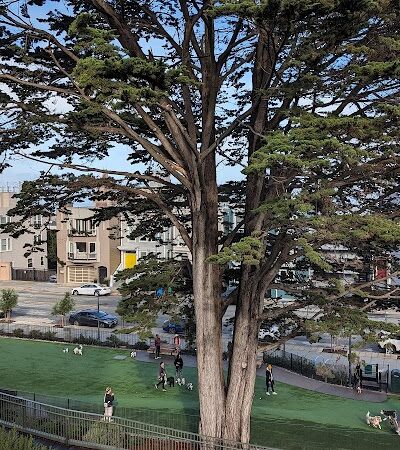 Pepi's Dog Play Area - San Francisco, CA