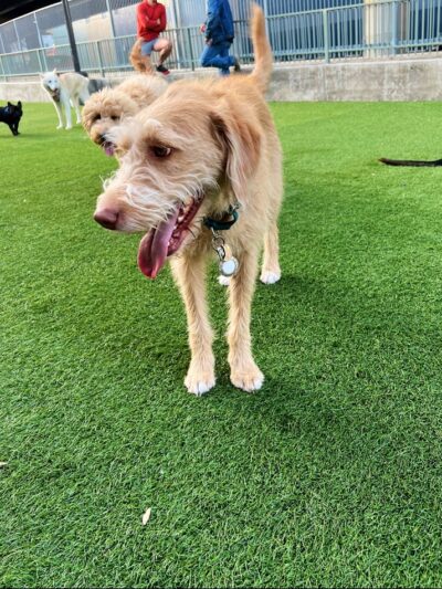 SoMa West Dog Park - San Francisco, CA