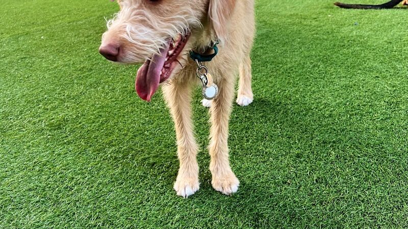 SoMa West Dog Park - San Francisco, CA