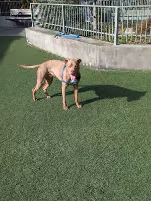 SoMa West Dog Park - San Francisco, CA