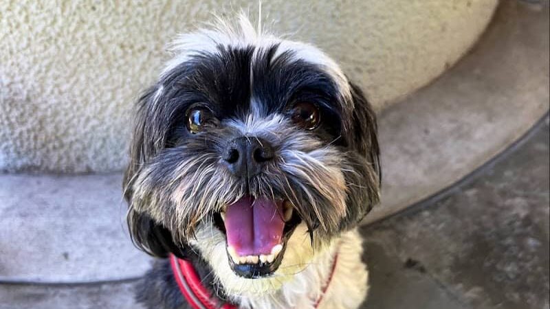 SoMa West Dog Park - San Francisco, CA