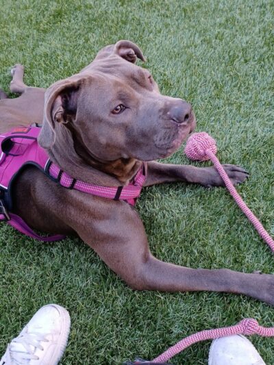 SoMa West Dog Park - San Francisco, CA