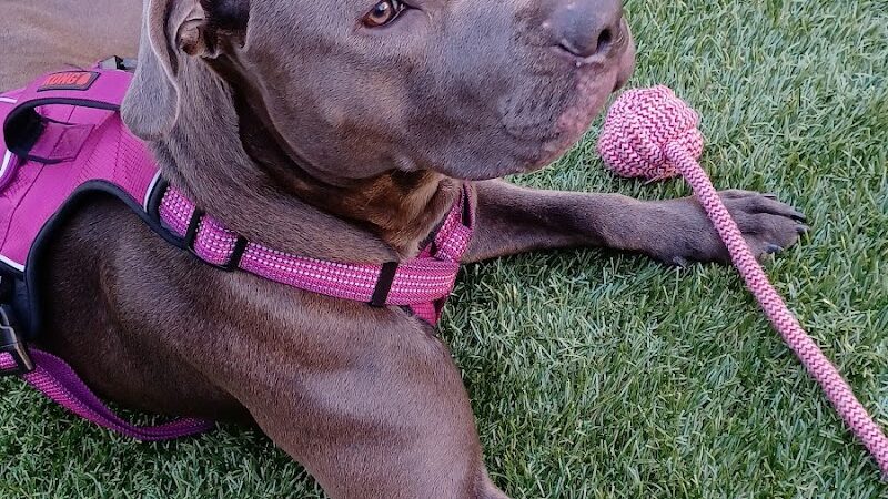 SoMa West Dog Park - San Francisco, CA