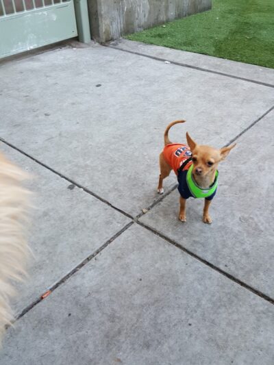 SoMa West Dog Park - San Francisco, CA