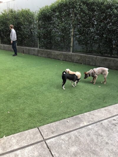 SoMa West Dog Park - San Francisco, CA