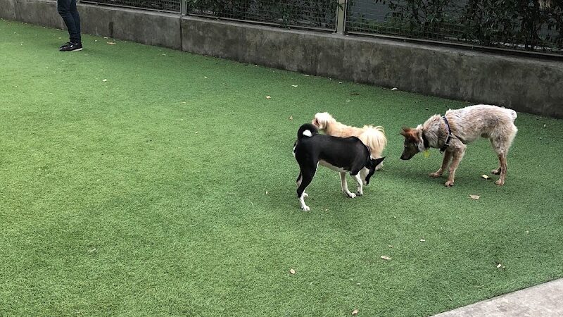 SoMa West Dog Park - San Francisco, CA