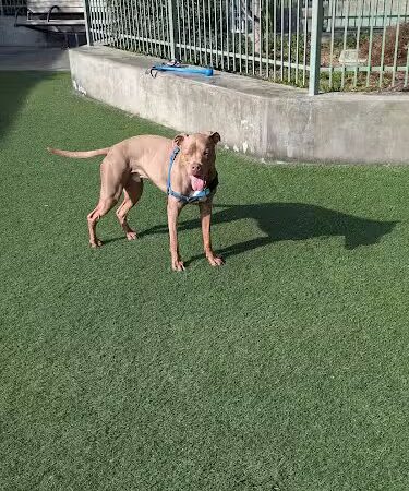 SoMa West Dog Park - San Francisco, CA