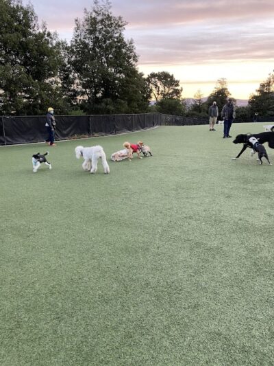 Walter Haas Dog Play Area - San Francisco, CA