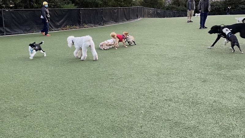 Walter Haas Dog Play Area - San Francisco, CA