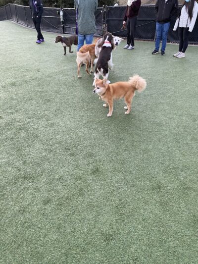 Walter Haas Dog Play Area - San Francisco, CA