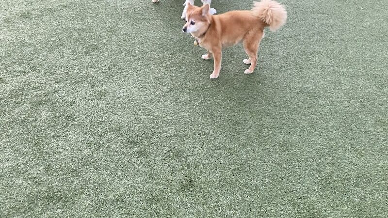 Walter Haas Dog Play Area - San Francisco, CA