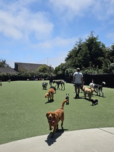 Walter Haas Dog Play Area - San Francisco, CA