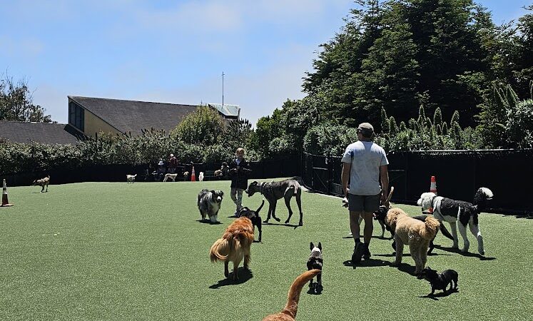 Walter Haas Dog Play Area - San Francisco, CA