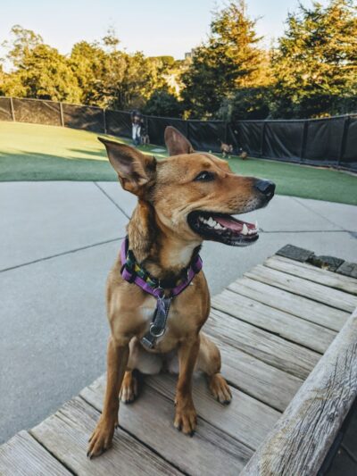 Walter Haas Dog Play Area - San Francisco, CA