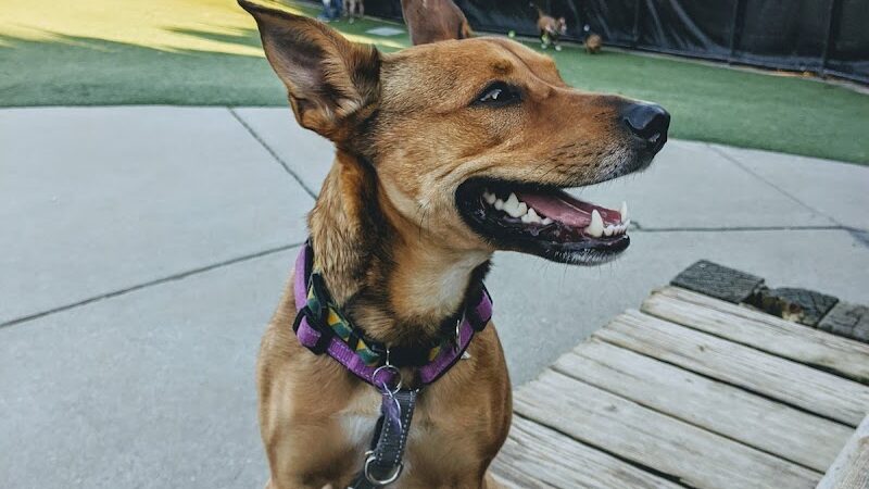 Walter Haas Dog Play Area - San Francisco, CA