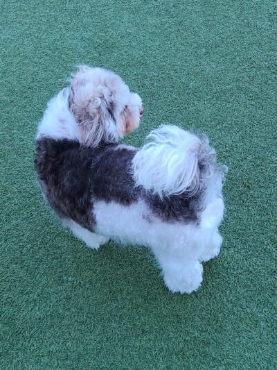 Walter Haas Dog Play Area - San Francisco, CA