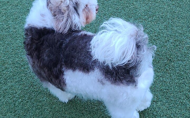 Walter Haas Dog Play Area - San Francisco, CA