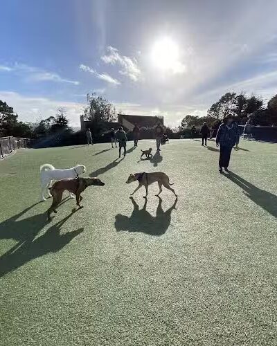 Walter Haas Dog Play Area - San Francisco, CA