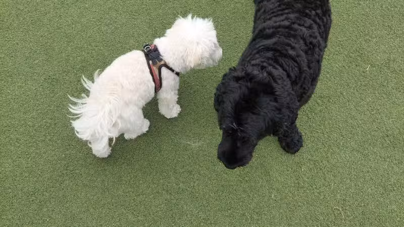 Lafayette Park Dog Play Area - San Francisco, CA