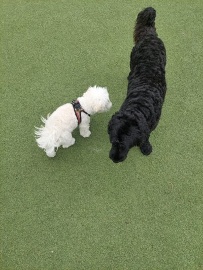 Lafayette Park Dog Play Area - San Francisco, CA