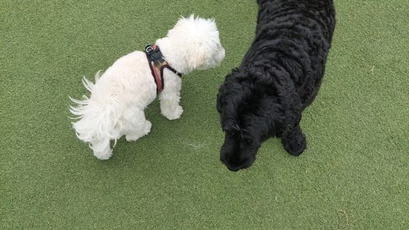 Lafayette Park Dog Play Area - San Francisco, CA