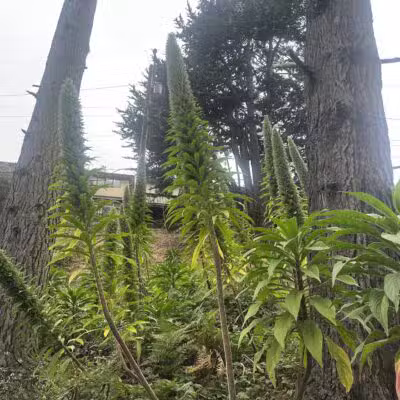 Pine Lake Park - San Francisco, CA