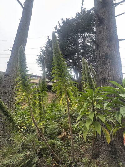 Pine Lake Park - San Francisco, CA