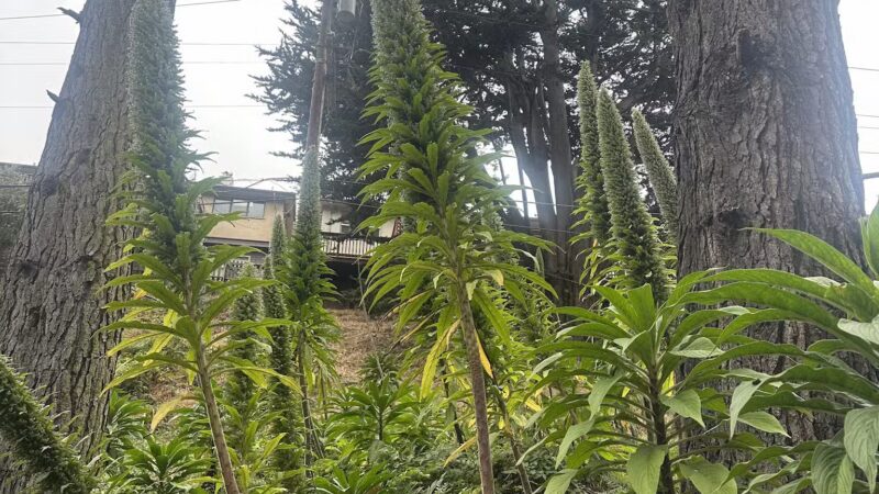 Pine Lake Park - San Francisco, CA