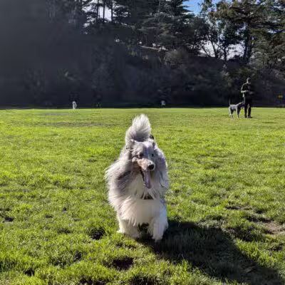 Upper Douglass Dog Play Area - San Francisco, CA