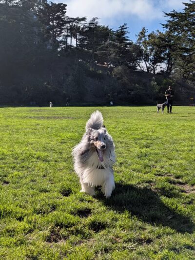 Upper Douglass Dog Play Area - San Francisco, CA