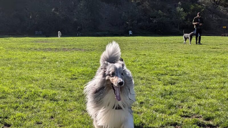 Upper Douglass Dog Play Area - San Francisco, CA