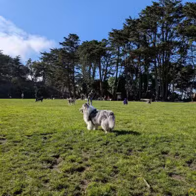 Upper Douglass Dog Play Area - San Francisco, CA