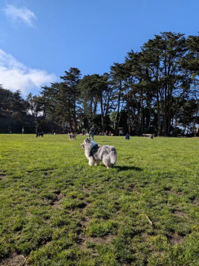 Upper Douglass Dog Play Area - San Francisco, CA